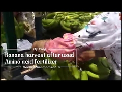 Λιπασμα Χηλικού Ασβεστίου Αμινοξέων 15% Υδατοδιαλυτό για Δέντρα Μπανάνας