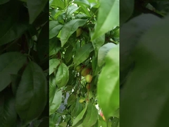 Υψηλό άζωτο υγρό αμινοξέα Φυτικά λιπάσματα Υποστήριξη συστήματος άρδευσης