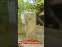 Χηλικά Μέταλλα Μαγγανίου με Αμινοξέα Προάγουν την Απορρόφηση Φωσφόρου