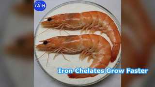 Τα χηλικά αμινοξέα τροφοδοσίας σιδήρου ενισχύουν την ανάπτυξη των ζώων