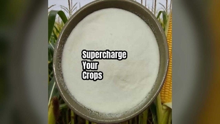 Boost Crop Yields Αμινοξέα σε σκόνη 80%