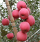 Το λίπασμα καλίου ενισχύει τη συσσώρευση ανθοκυανίνης Κόκκινος χρωματισμός των καρπών των μήλων